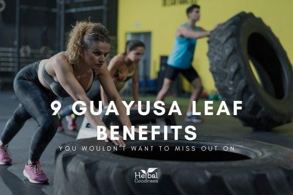 9 Impressive Health Benefits of Guayusa You Didn't Know | Herbal Goodness