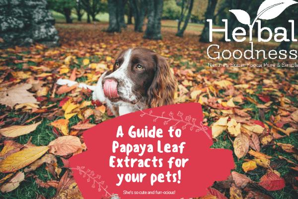 A Guide to Papaya Leaf Extract For Your Pets | Herbal Goodness