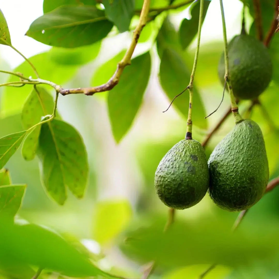 AvocadoLeaf: Discovering the Hidden Gem: The Health Benefits of Avocado Leaves