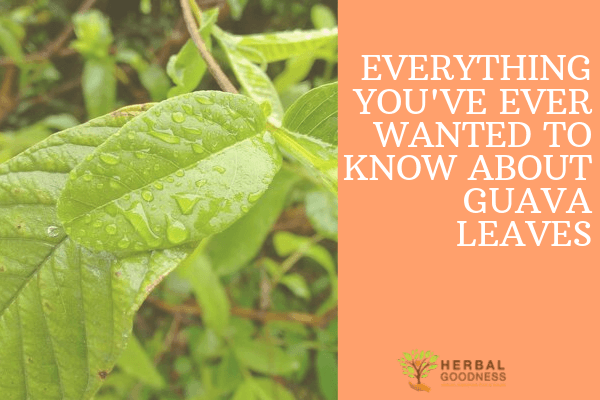 Everything You Ever Wanted to Know About Guava Leaves