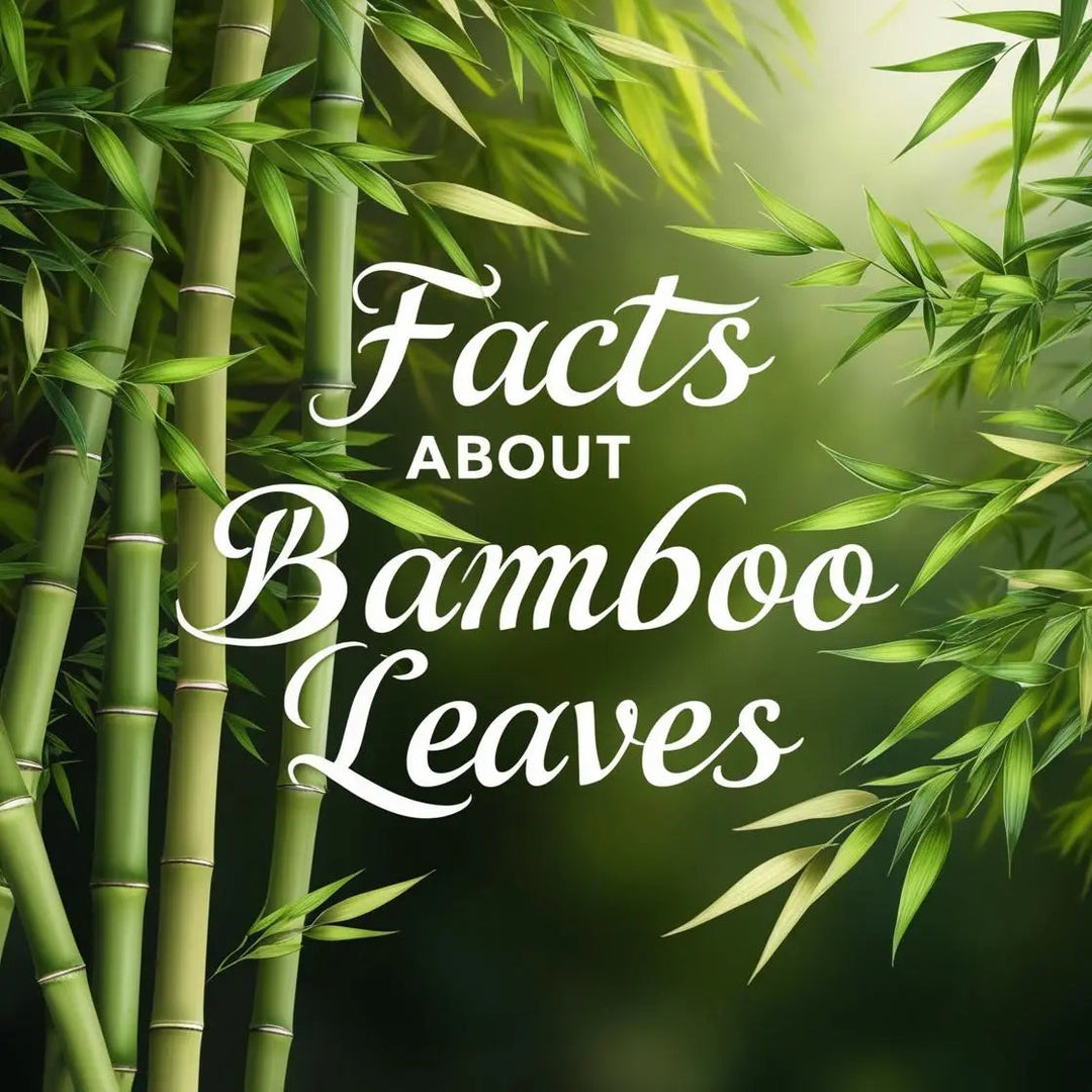 Facts About Bamboo Leaves | Herbal Goodness