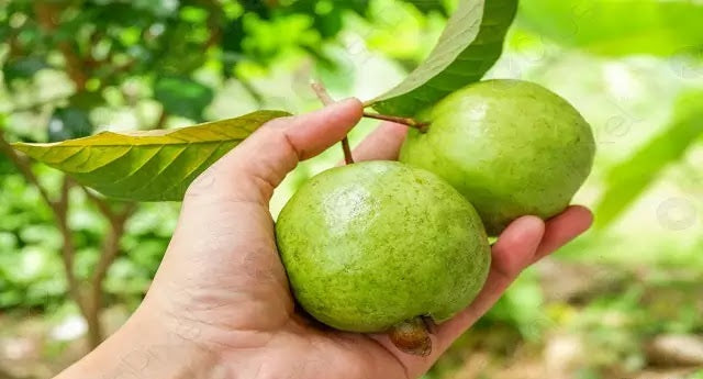 Guava Leaf Tea Benefits for Human Health | Herbal Goodness
