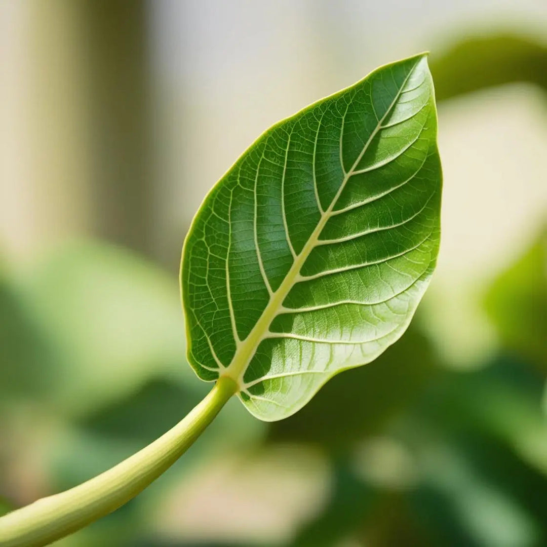 Health Benefits of Guava Leaves | Herbal Goodness