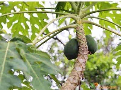 How Our Papaya Leaf is Processed | Herbal Goodness