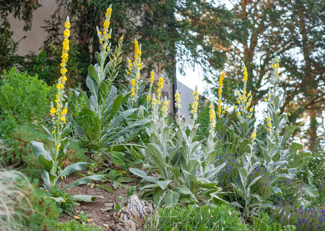 Tall, silvery-green plants with yellow flower spikes showcasing Mullein Leaf herbal goodness.