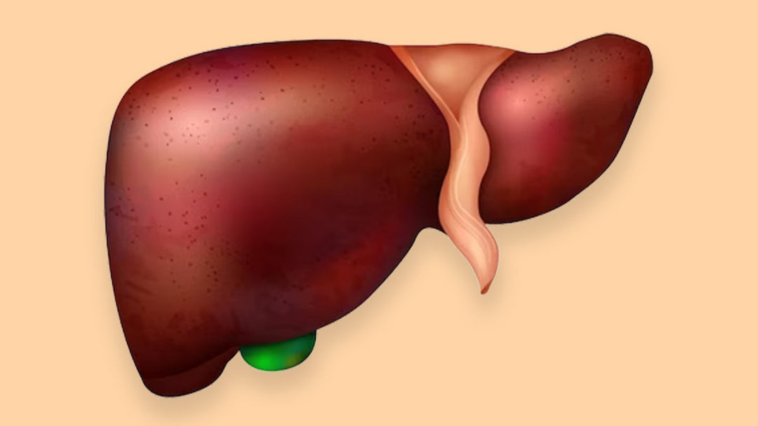 Anatomical illustration of human liver and gallbladder to support liver health with herbal teas.