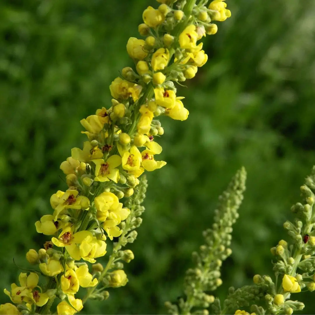 MULLEIN LEAF SUPER HERB