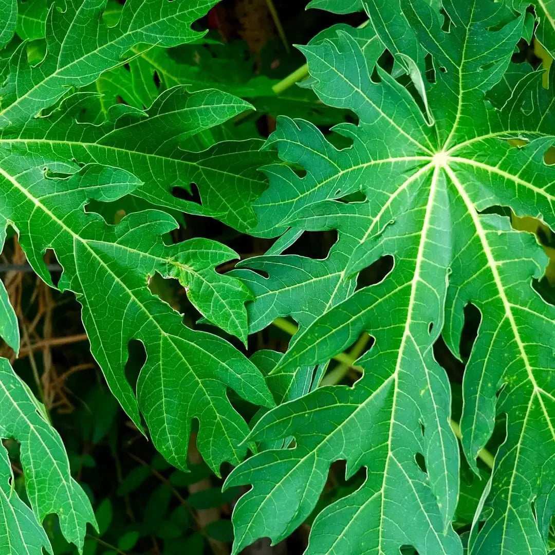 PAPAYA LEAF SUPER HERB