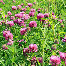 Vibrant pink Red Clover flowers blooming among green foliage for bone health and cardiovascular benefits