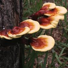 Cluster of Reishi Mushrooms on a tree trunk promoting natural wellness and stress management.