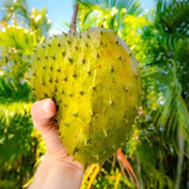 Soursop Bitters Benefits for Digestion & Immunity