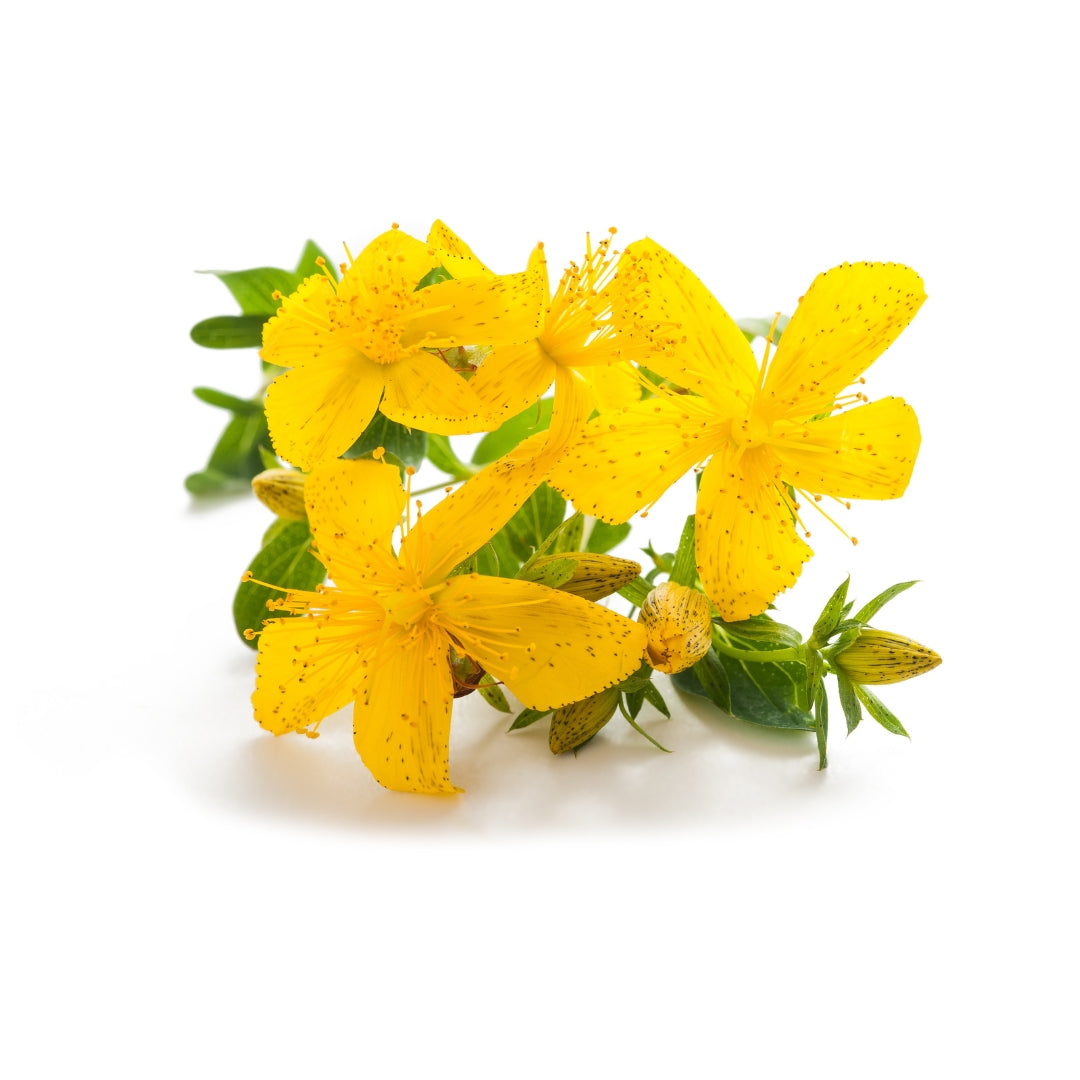 Bright yellow five-petal flowers and green leaves for Premium Quality Bulk Herbs