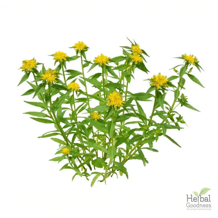 Bulk Herbs & Roots - 4oz Organic bulk teas for digestion, energy, detox Bulk Herb Herbal Goodness Rhodiola Root 