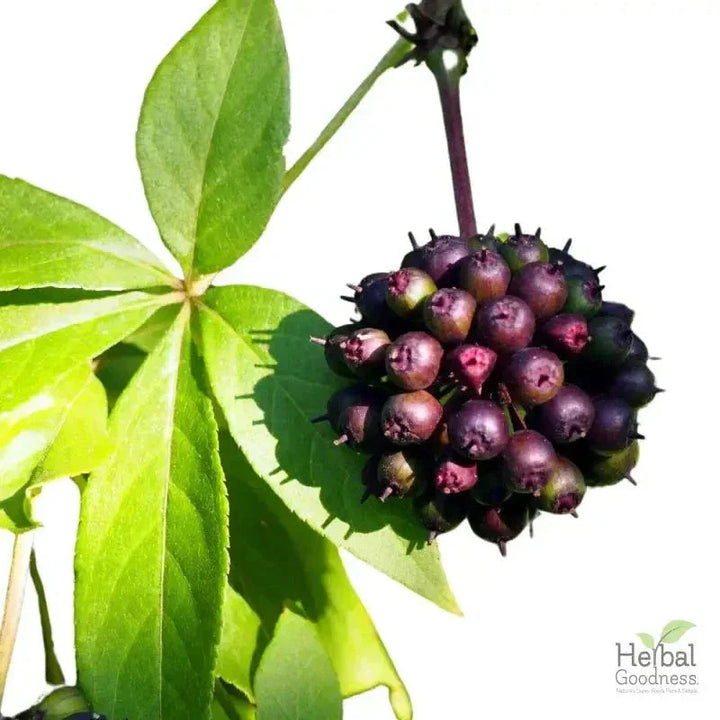 Bulk Herbs & Roots - 4oz Organic bulk teas for digestion, energy, detox Bulk Herb Herbal Goodness Eleuthero Siberian Ginseng 