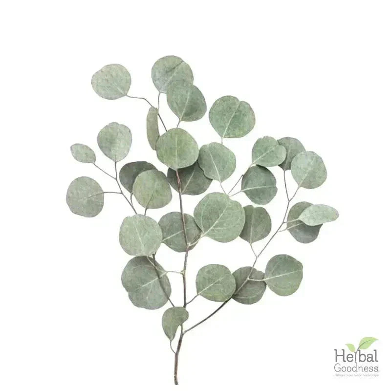 Bulk Herbs & Roots - 4oz Organic bulk teas for digestion, energy, detox Bulk Herb Herbal Goodness 