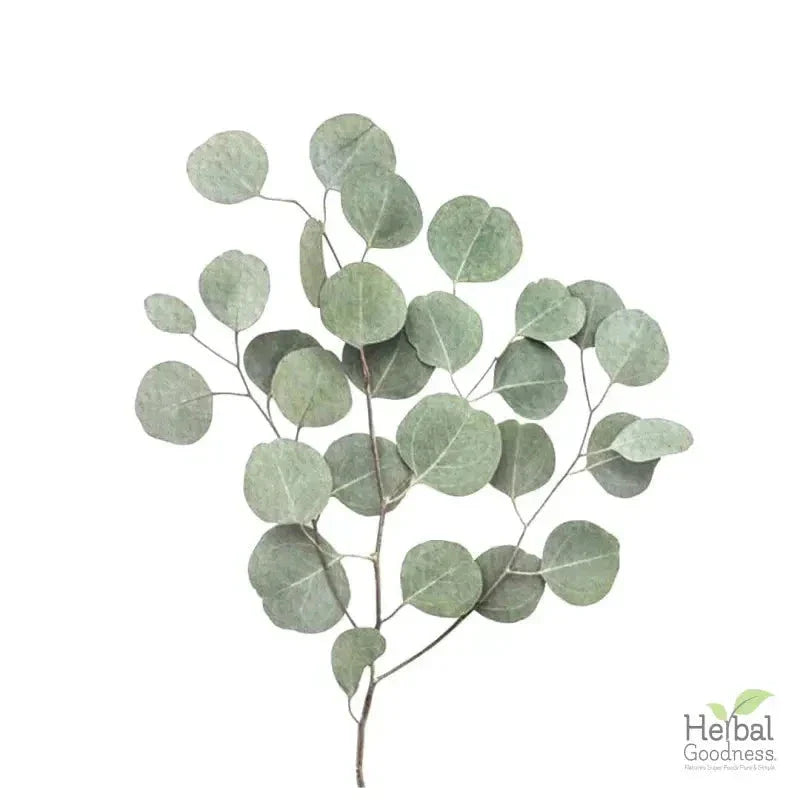 Bulk Herbs & Roots - 4oz Organic bulk teas for digestion, energy, detox Bulk Herb Herbal Goodness 