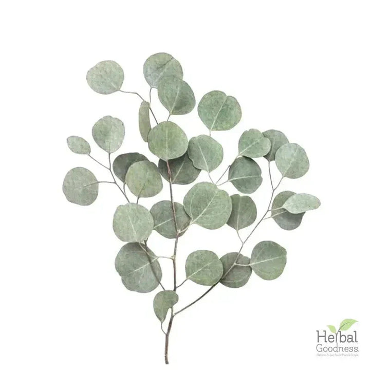 Bulk Herbs & Roots - 4oz Organic bulk teas for digestion, energy, detox Bulk Herb Herbal Goodness 