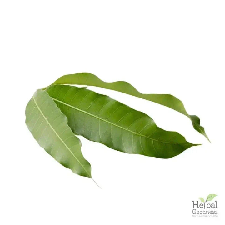 Bulk Herbs & Roots - 4oz Organic bulk teas for digestion, energy, detox Bulk Herb Herbal Goodness Mango Leaf 