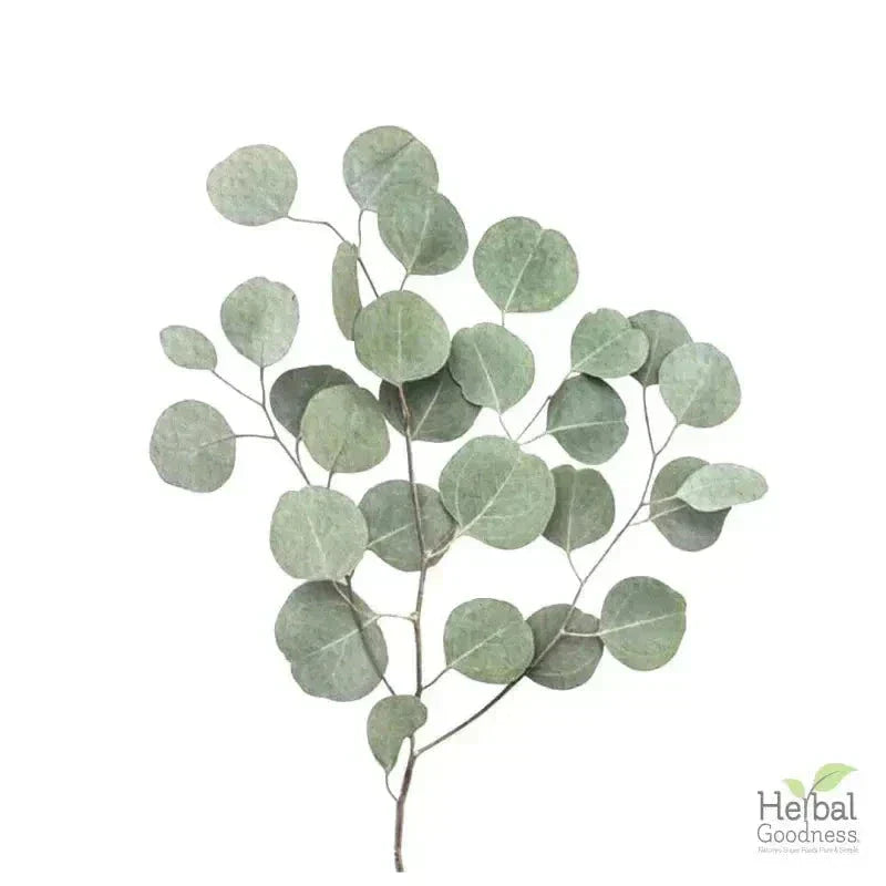 Bulk Herbs & Roots - 4oz Organic bulk teas for digestion, energy, detox Bulk Herb Herbal Goodness Eucalyptus Leaf 