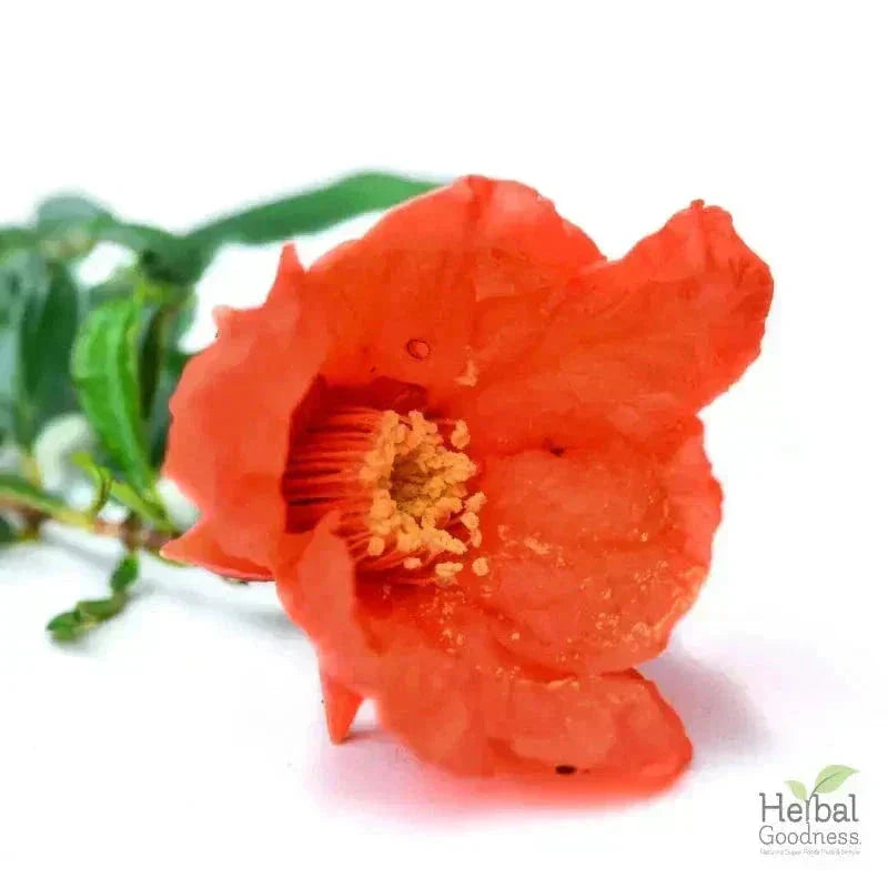 Bulk Herbs & Roots - Organic 4oz Bags - Herbal Tea Bulk Herb Herbal Goodness Pomegranate Flower 