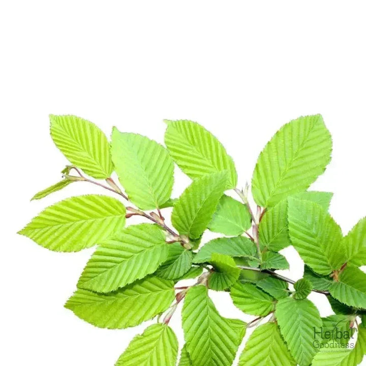 Bulk Herbs & Roots - 4oz Organic bulk teas for digestion, energy, detox Bulk Herb Herbal Goodness Slippery Elm 