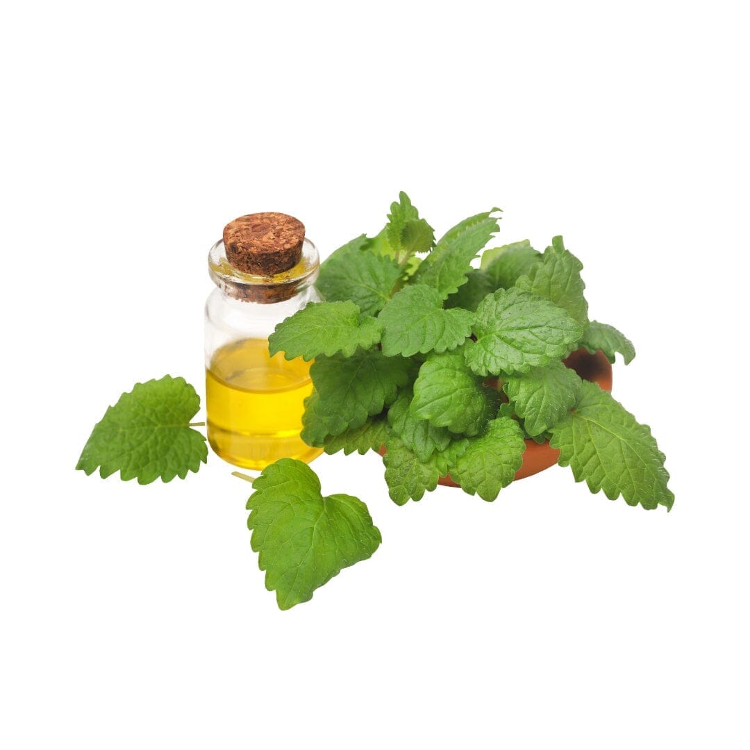 Bulk Premium Herbs & Powder Bulk Herb Herbal Goodness Lemon Balm 8oz 