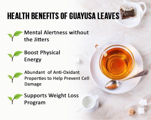 Guayusa Leaf Extract - Organic - Tea 24/2g - Energy, Focus & Alertness - Herbal Goodness - Herbal Goodness