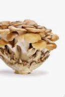 Cluster of oyster mushrooms for Mushroom Powders enhancing brain power and health