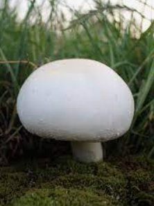 White mushroom with round cap featured in Mushroom Powders for enhanced brain power